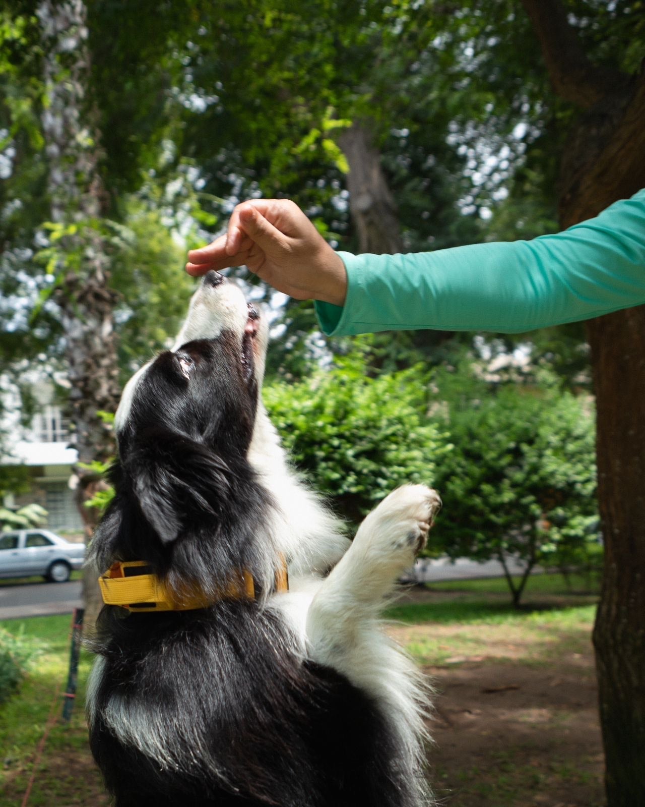 Ranger Collar Amarillo