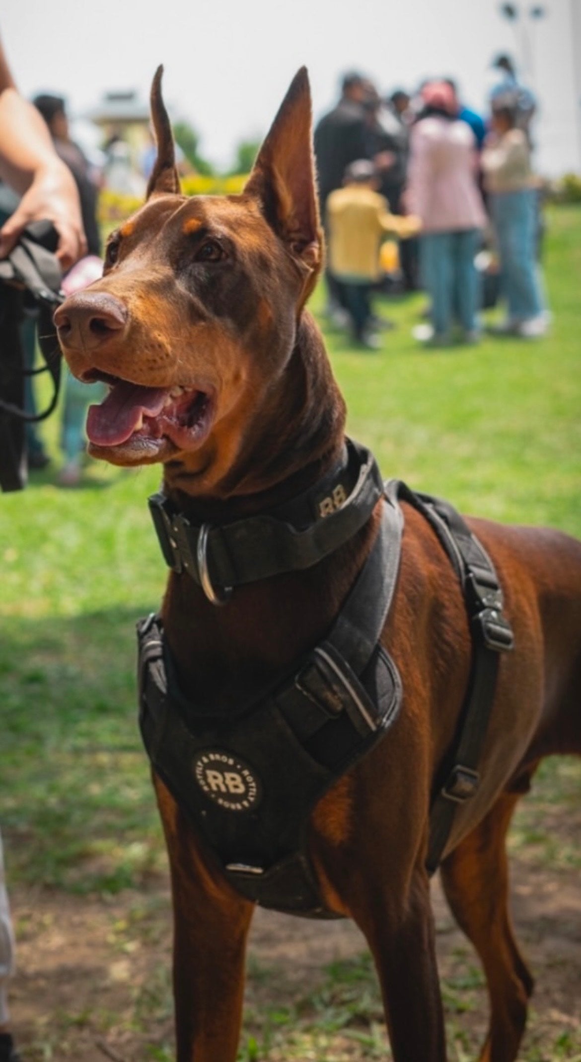 Pack Joy Negro ( Ranger collar negro + Enjoyable Harness negro )