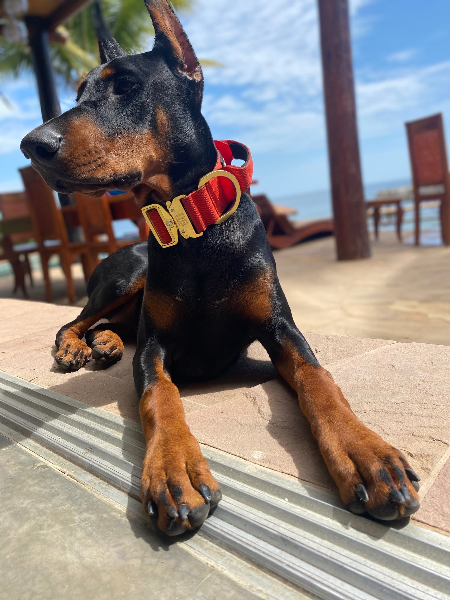 Ranger Collar 2.0 naranja