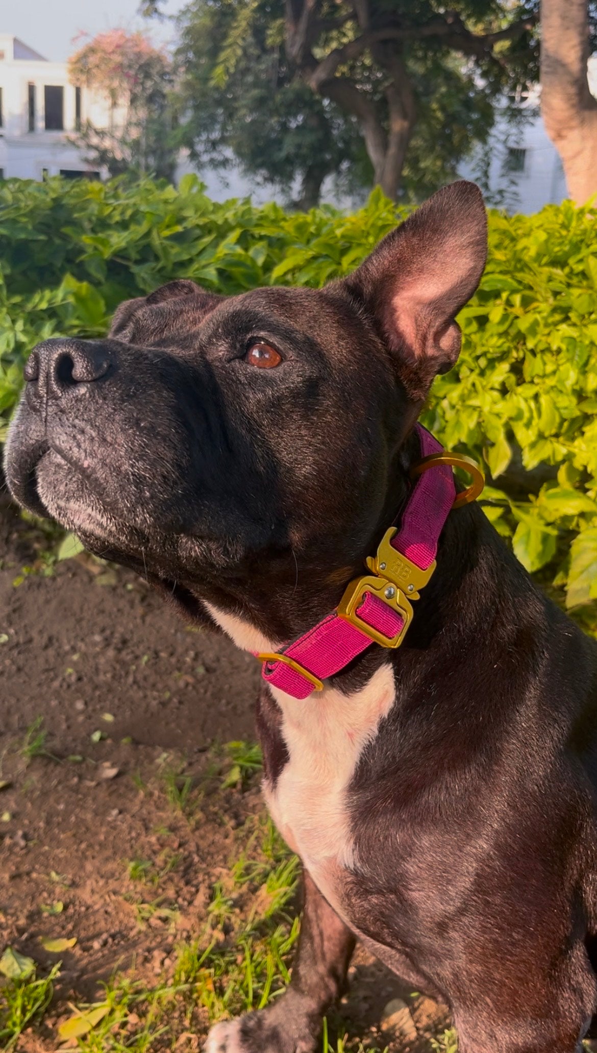 Slim Ranger Collar Fucsia