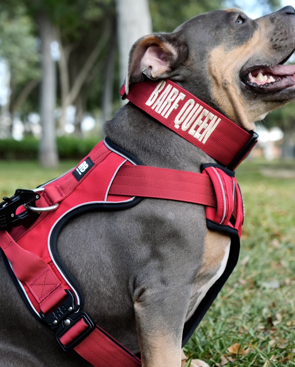 Pack joy completo rojo ( Ranger collar rojo + enjoyable harness rojo + convertible ranger leash 3m)