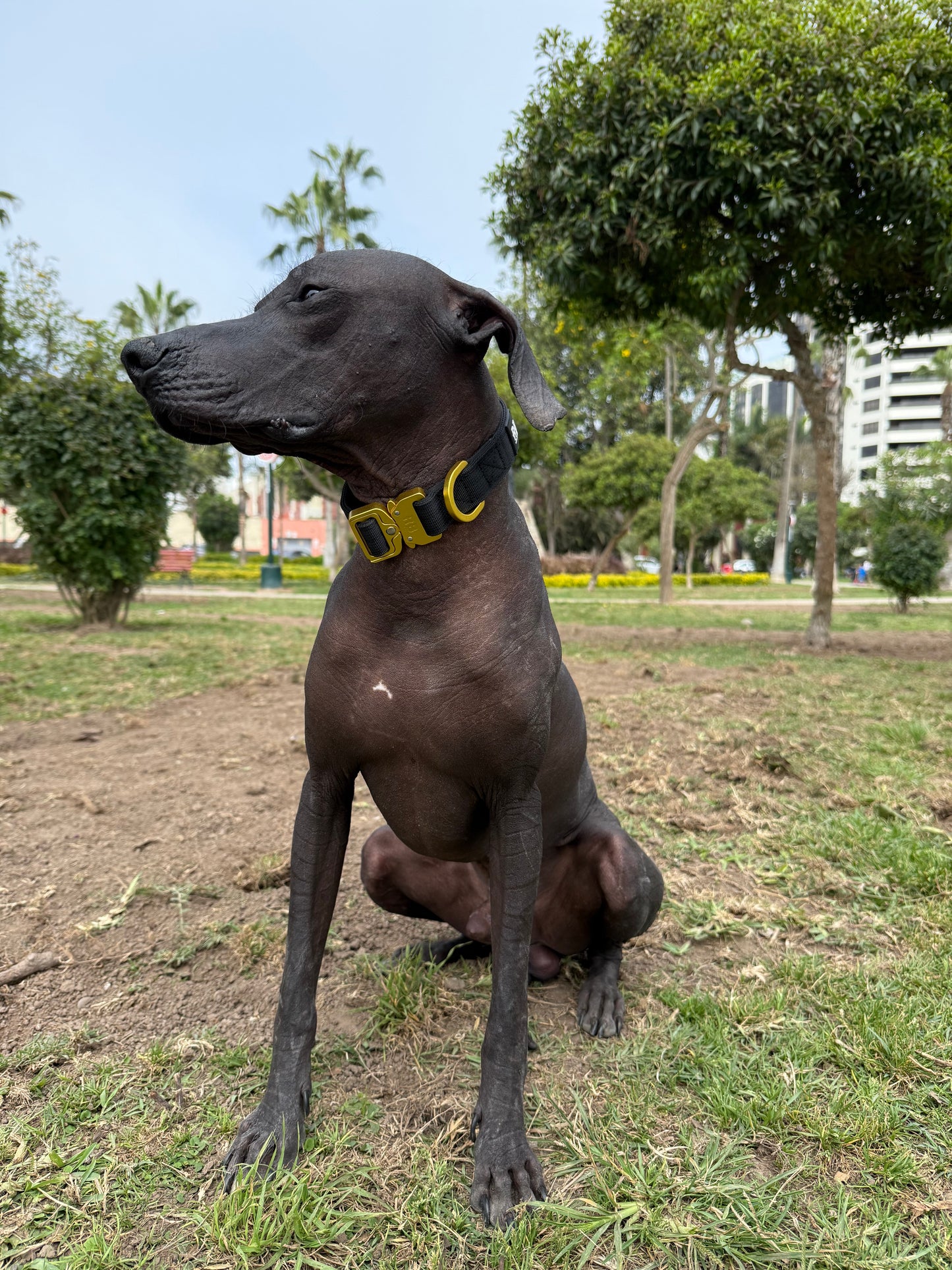 Slim Ranger Collar Negro