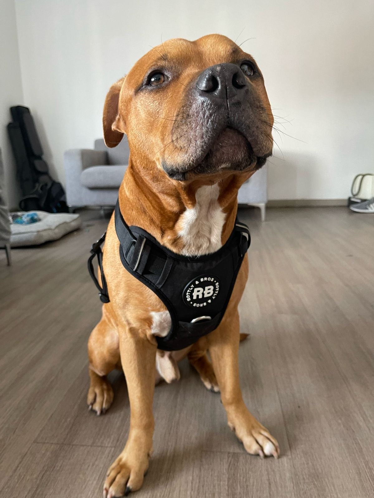 Enjoyable Harness Negro