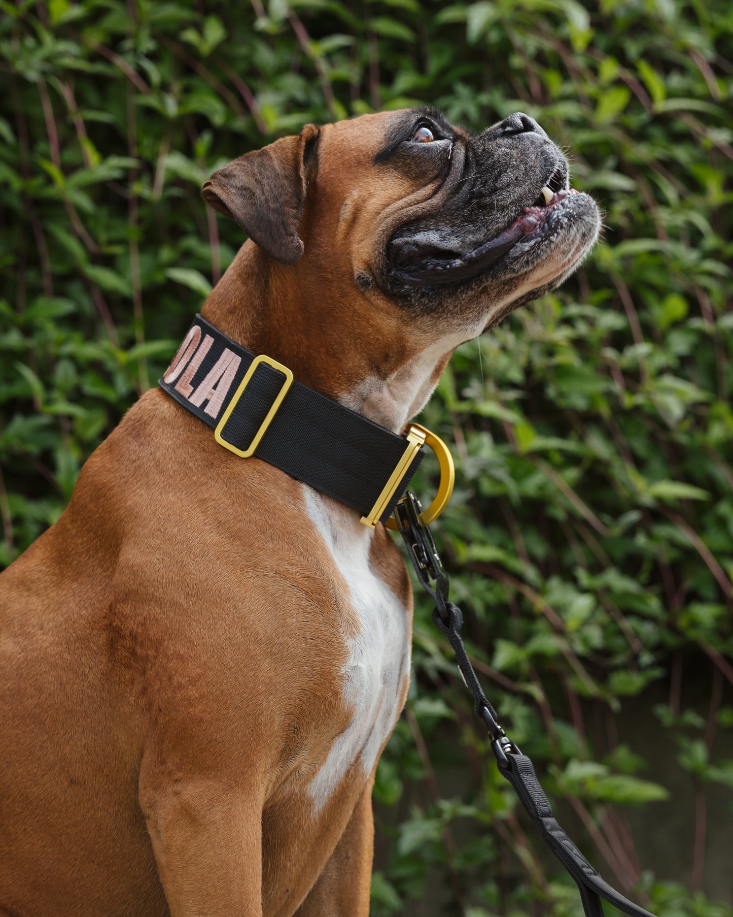 Ranger Collar 2.0 Negro