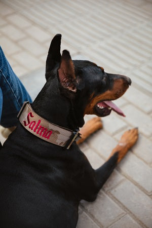 RANGER COLLAR CAMO