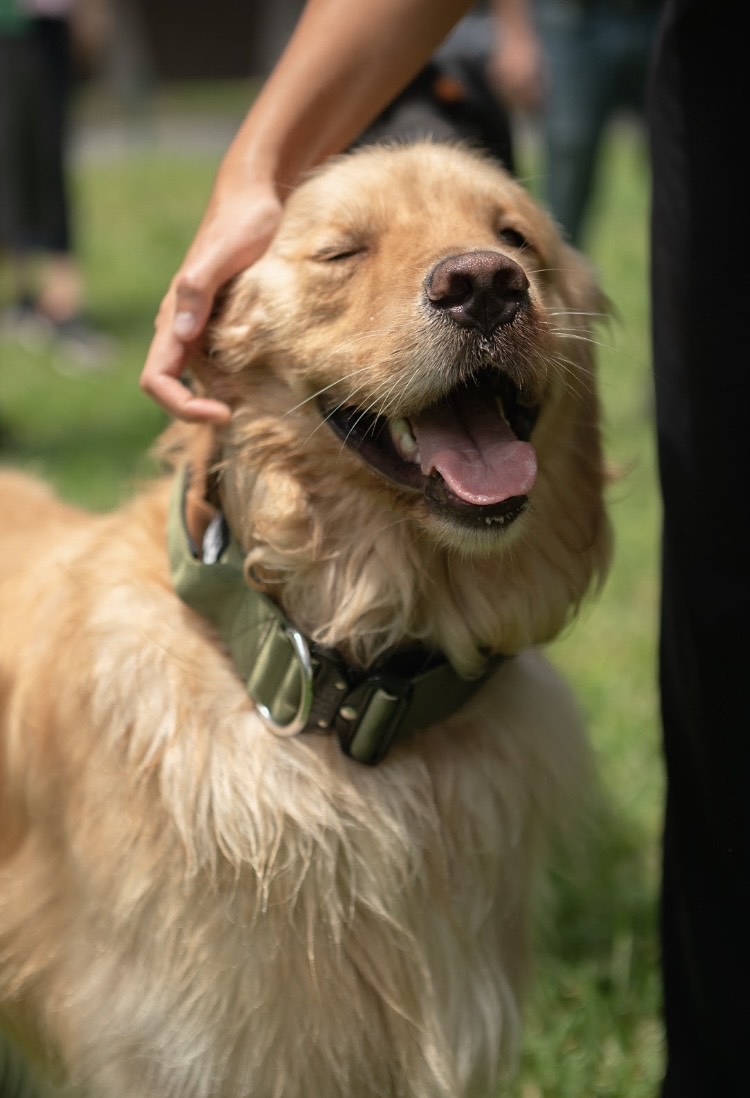 Ranger Collar Verde Militar