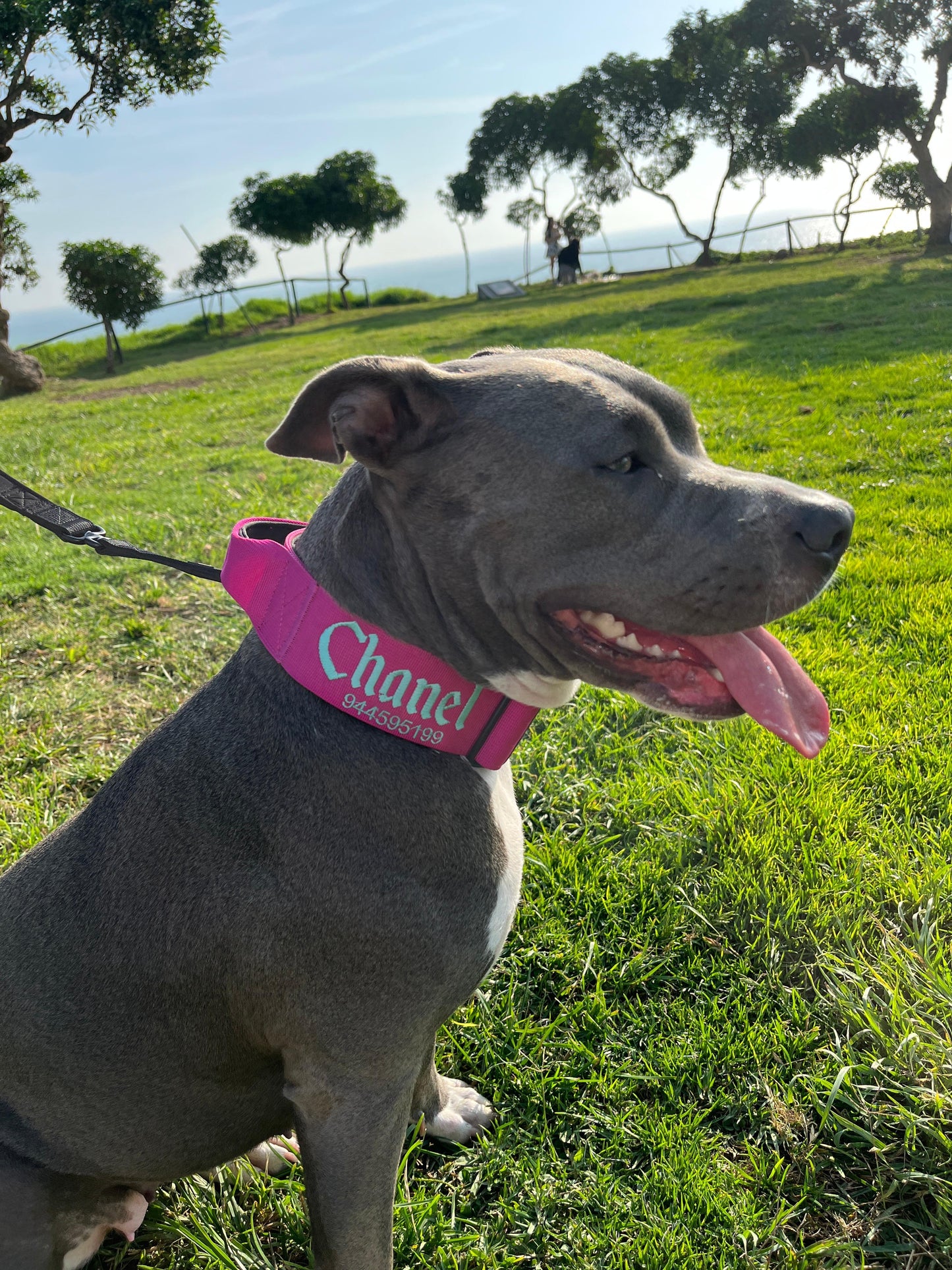 Ranger Collar Fucsia