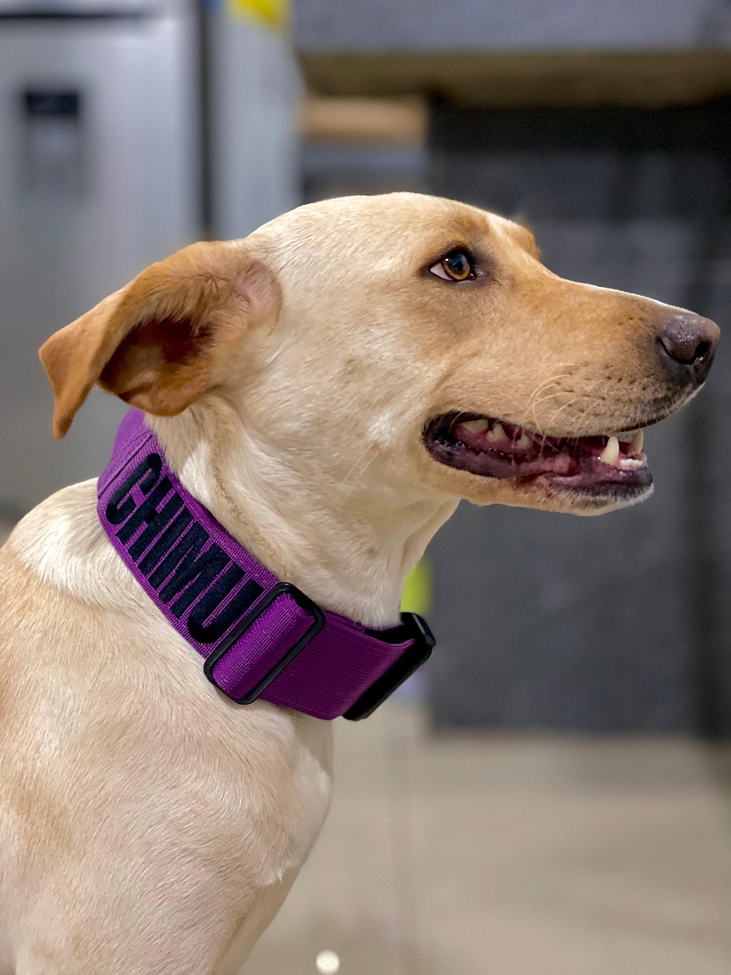 Ranger Collar Morado